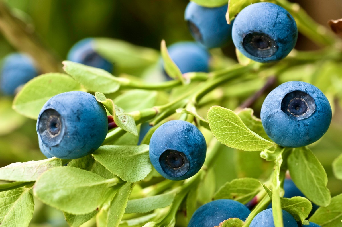 Photo via Google Maps · Plants & Love · Madeleine David · Naturopath, Herbalist, Nutritionist