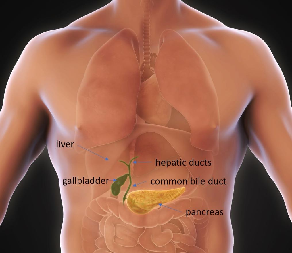 Dr Jason Maani Gallbladder Surgery